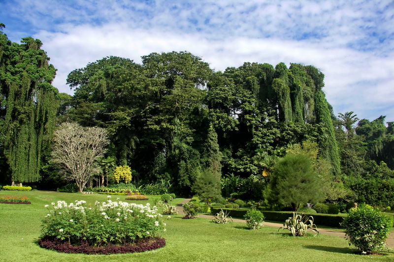 Sri Lanka, Kandy, Royal Botanical Garden